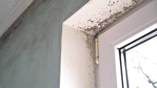 Best Toxic Mold Removal  in Braselton, GA